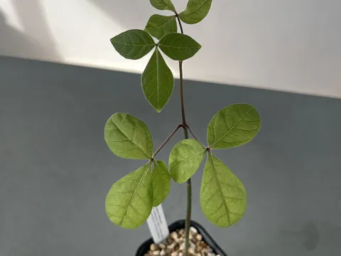 Commiphora mildbraedii