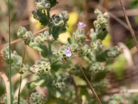 Teucrium scordioides