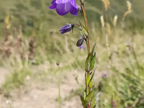 Колокольчик молящий