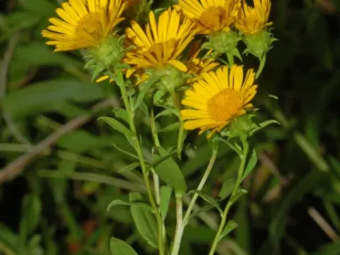 Inula spiraeifolia
