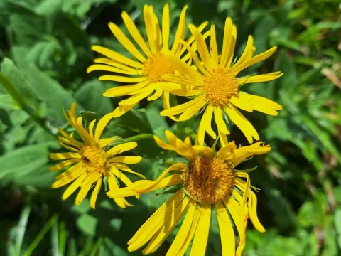 Austrian leopard's bane