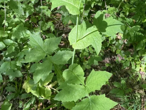 Oak-leaved lettuce