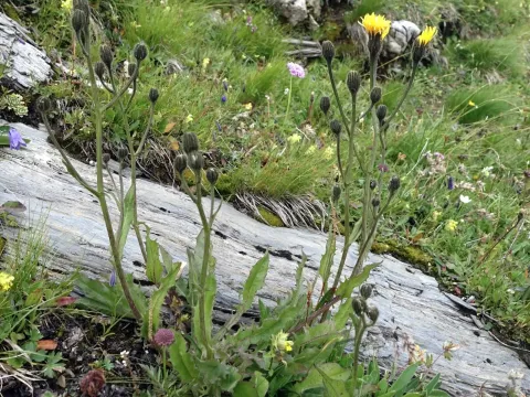 Crepis conyzifolia