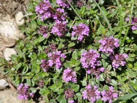 Thymus pulcherrimus