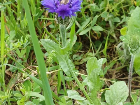 Cornflower