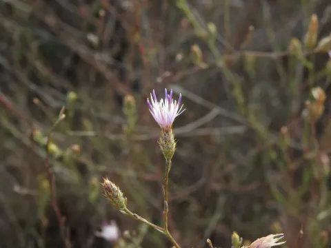 Cordoba knapweed