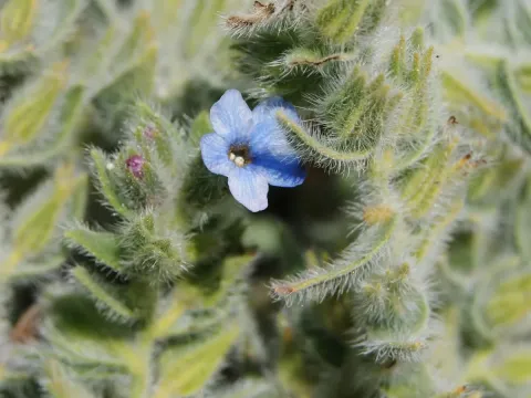 Alkanna strigosa
