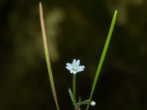 Whiteflower willowherb