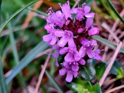 Alpine thyme