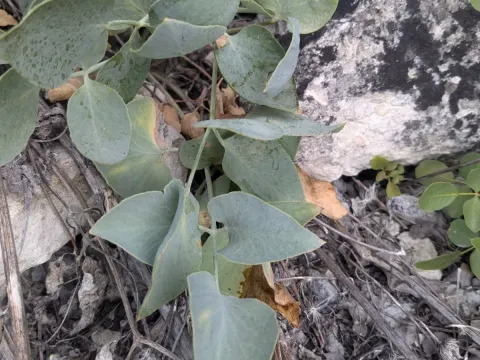 Glaucosciadium