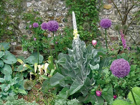 Woolly mullein