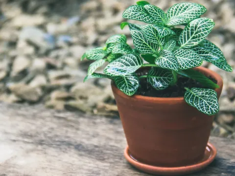 Fittonia