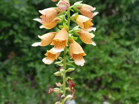 Digitalis laevigata