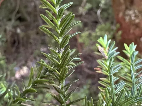 Patagonian cypress