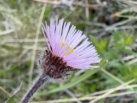 Northern fleabane