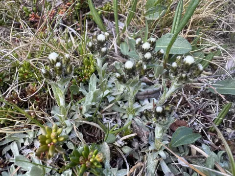 Alpine everlasting