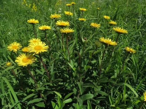 Rough inula