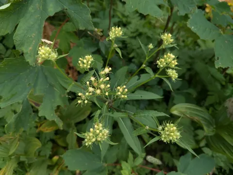 Broad-leaved ragwort