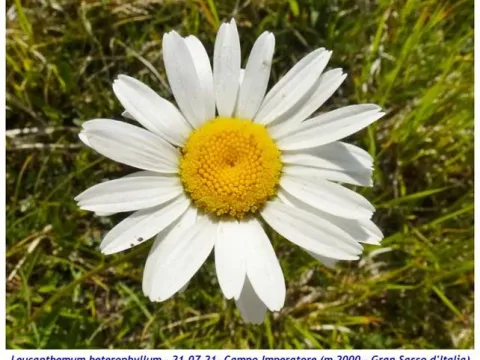 Leucanthemum heterophyllum
