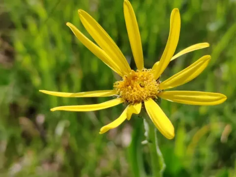 Scopolii groundsel