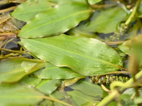 Wright's pondweed