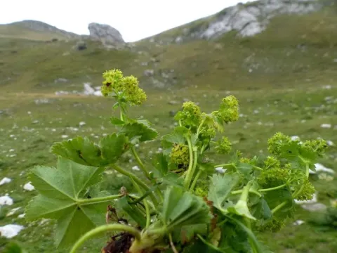 Alchemilla exigua
