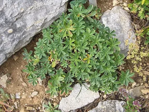 Painted Lady's Mantle