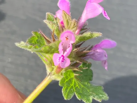 Northern dead-nettle