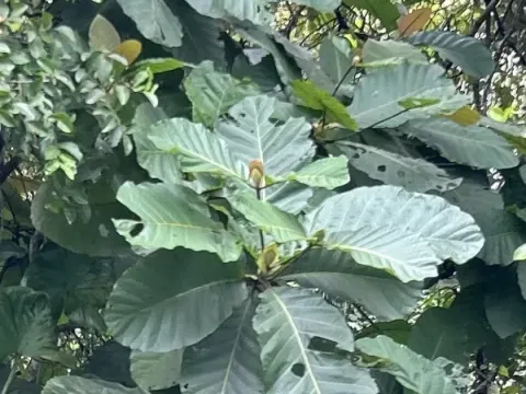 Fleroya