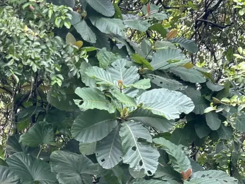 Mitragyna stipulosa