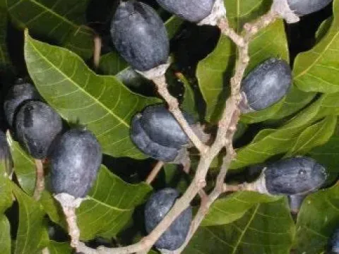 Canarium schweinfurthii