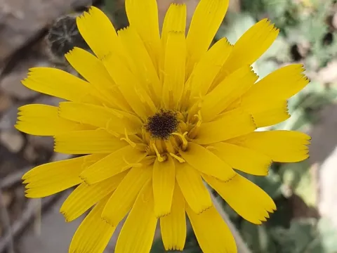 Picris hispanica