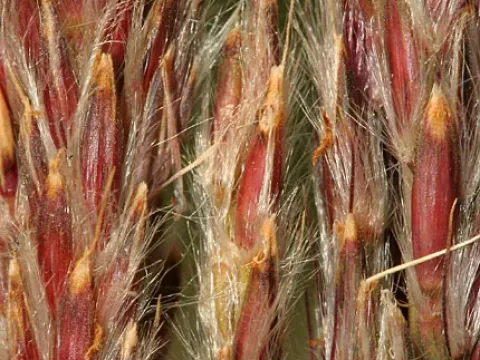 Saccharum strictum