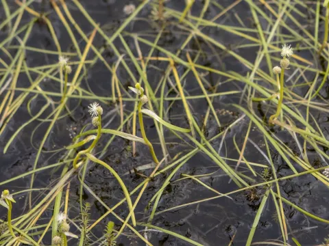 Northern bur-reed
