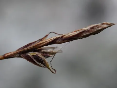 Carex mucronata