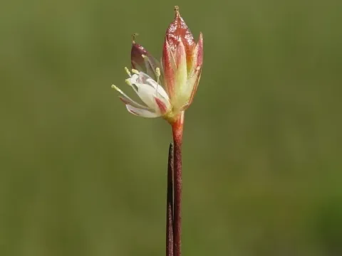 Ситник стигийский