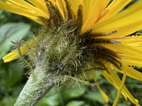 Crepis pontana