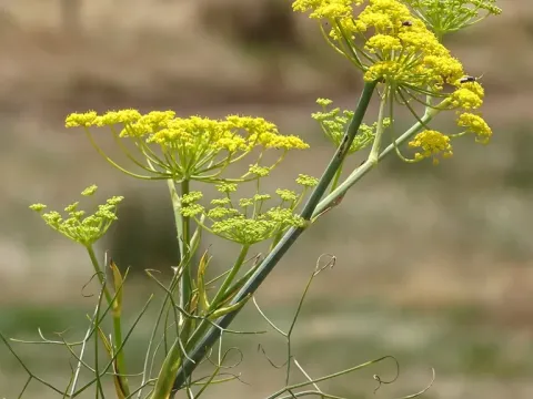 Фенхель