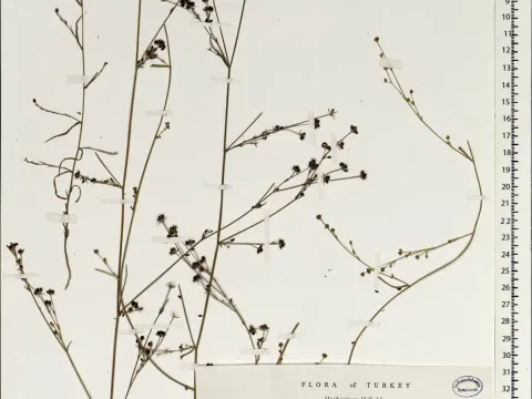 Bupleurum boissieri