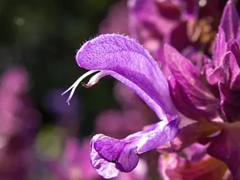 Canary Island sage