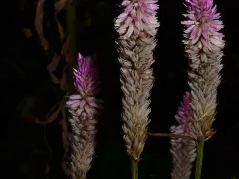 Целозия колосковая