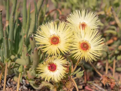 Cephalophyllum