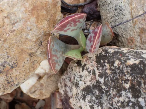 Adromischus