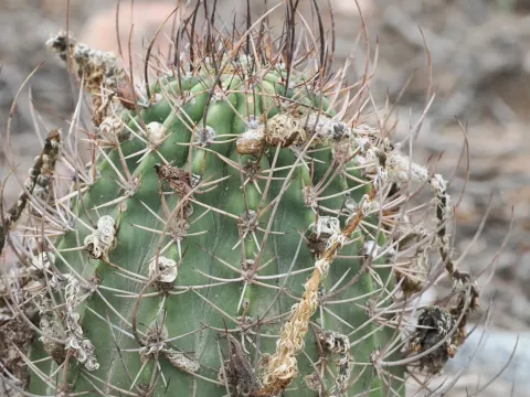 Acanthocalycium