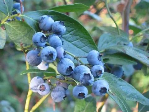 Vaccinium caesariense