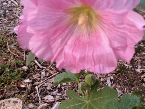 Fig-leaved hollyhock