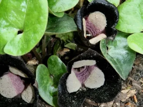 Giant wild ginger