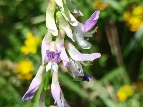 Biennial vetch