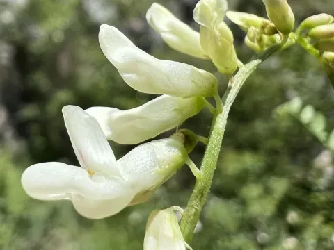 Pale-yellow vetch