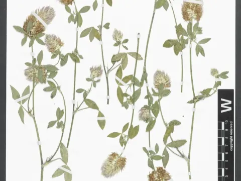 Trifolium mutabile